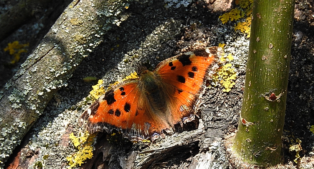 Rusałka drzewoszek (Nymphalis xanthomelas)
