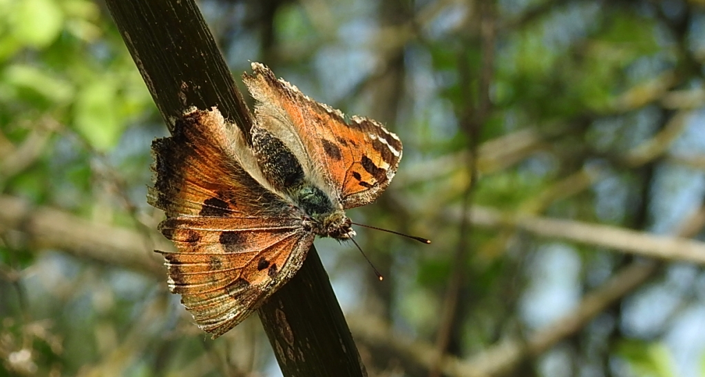 Rusałka drzewoszek (Nymphalis xanthomelas)