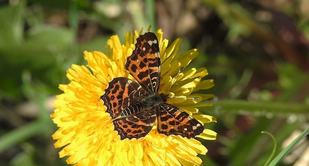 Rusałka kratkowiec (Araschnia levana)