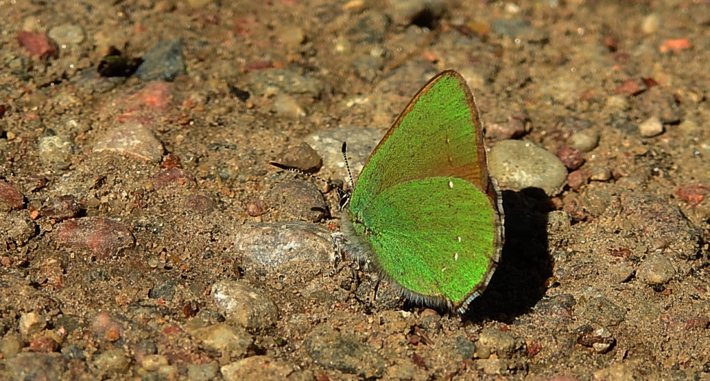 Zieleńczyk ostrężyniec (Callophrys rubi)