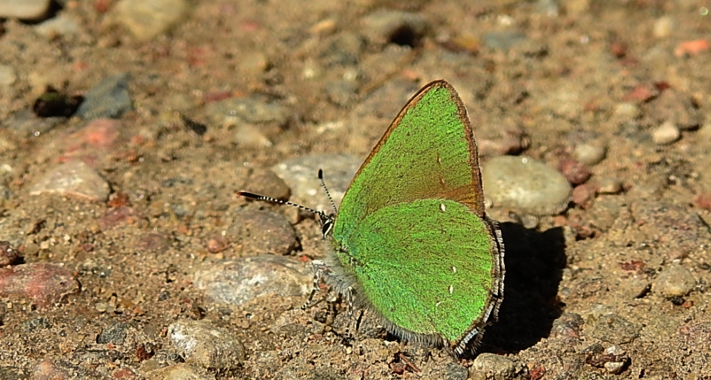 Zieleńczyk ostrężyniec (Callophrys rubi)