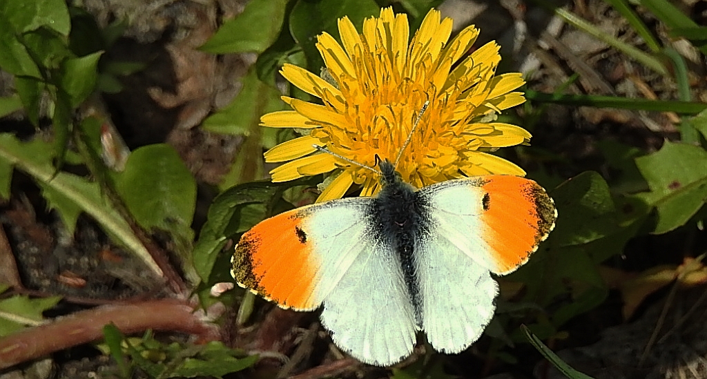 Zorzynek rzeżuchowiec (Anthocharis cardamines)