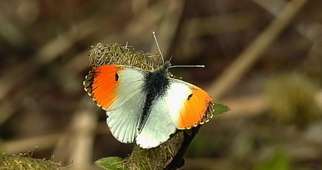 Zorzynek rzeżuchowiec (Anthocharis cardamines)