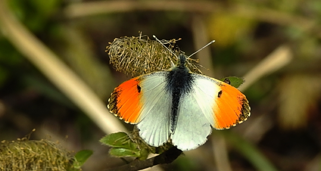 Zorzynek rzeżuchowiec (Anthocharis cardamines)