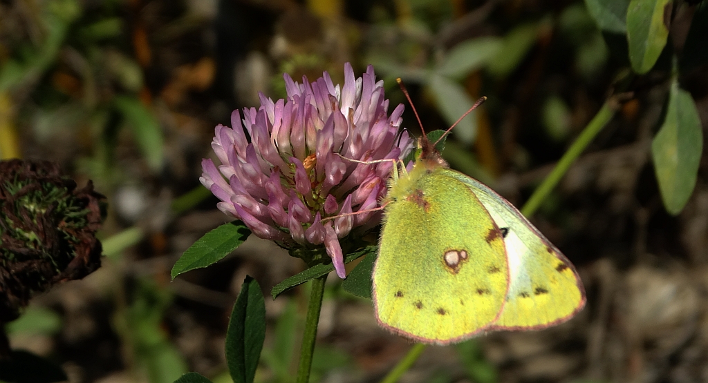 Szlaczkoń siarecznik (Colias hyale)