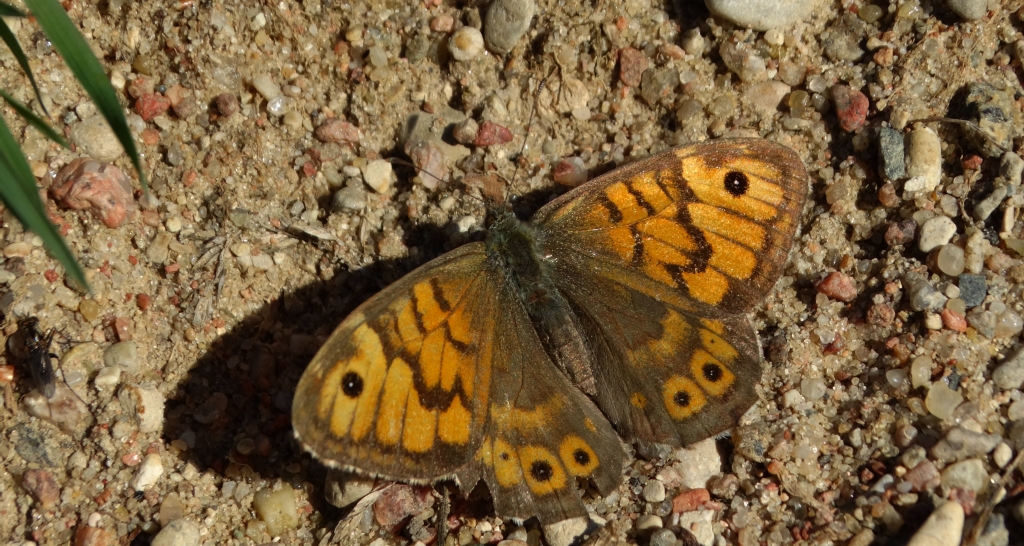 Osadnik megera (Lasiommata megera)