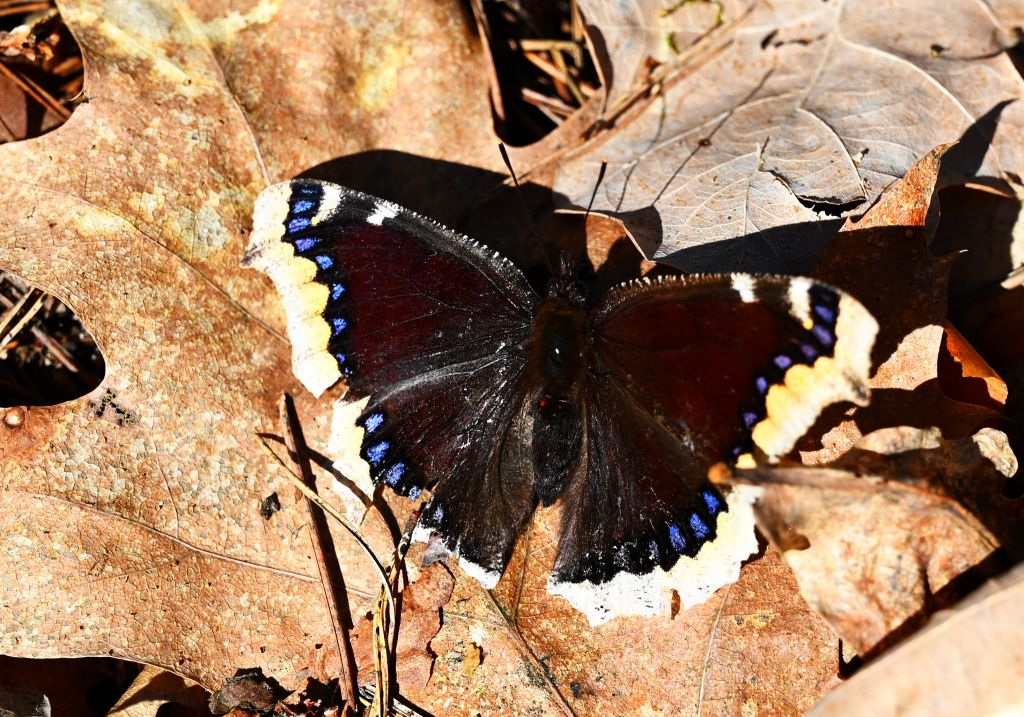 Rusałka żałobnik (Nymphalis antiopa)