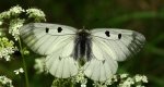 Niepylak mnemozyna (Parnassius mnemosyne)