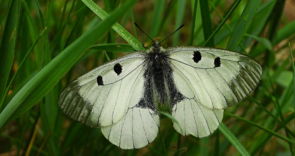 Niepylak mnemozyna (Parnassius mnemosyne)