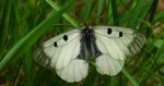 Niepylak mnemozyna (Parnassius mnemosyne)