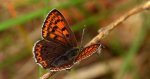 Czerwończyk uroczek (Lycaena tityrus, syn. Heodes tityrus)