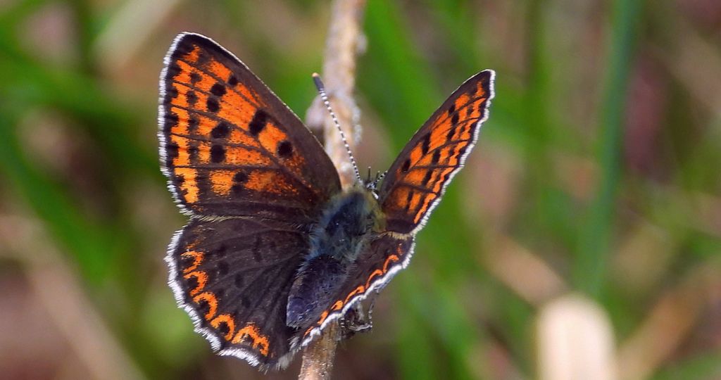 Czerwończyk uroczek (Lycaena tityrus, syn. Heodes tityrus)