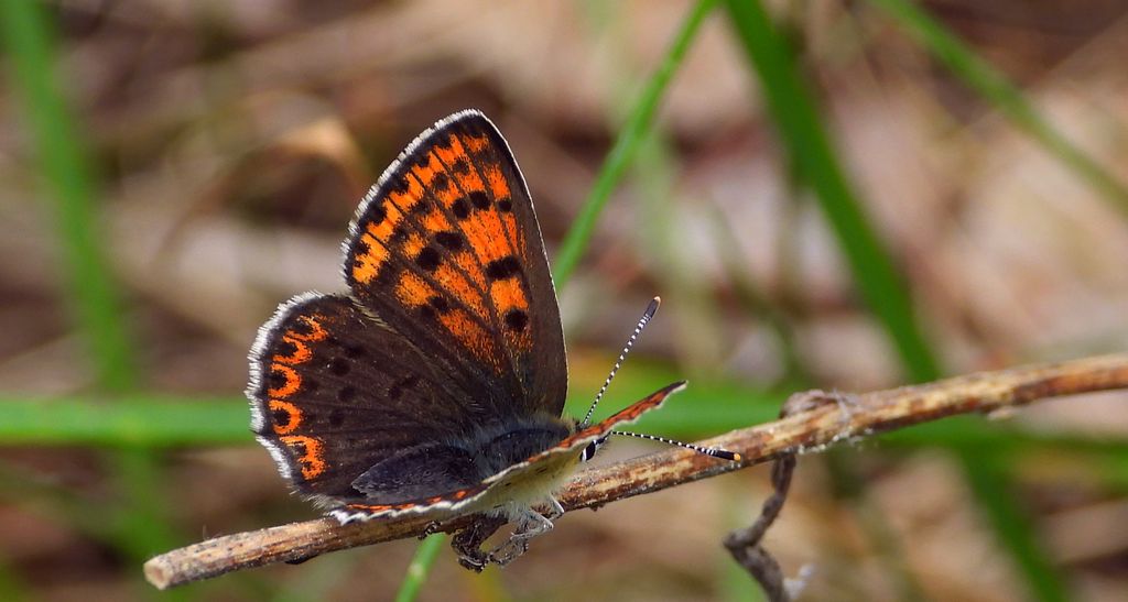 Czerwończyk uroczek (Lycaena tityrus, syn. Heodes tityrus)