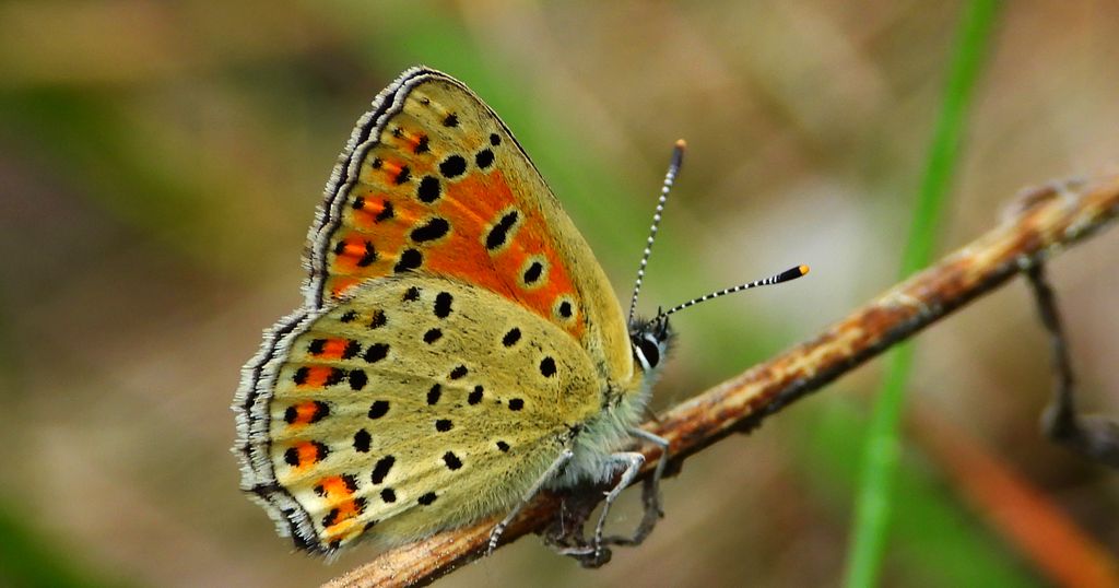 Czerwończyk uroczek (Lycaena tityrus, syn. Heodes tityrus)
