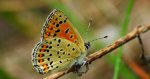Czerwończyk uroczek (Lycaena tityrus, syn. Heodes tityrus)