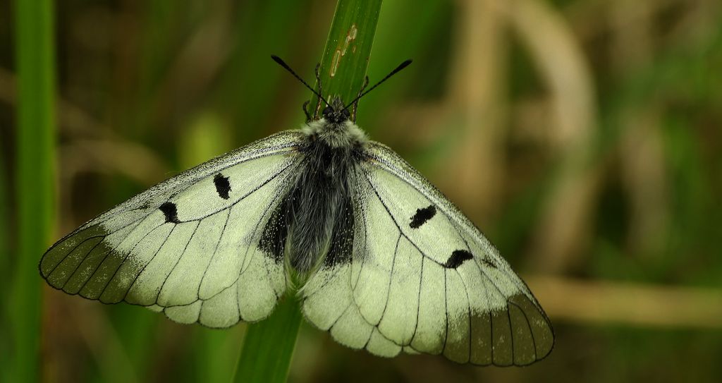 Niepylak mnemozyna (Parnassius mnemosyne)