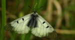 Niepylak mnemozyna (Parnassius mnemosyne)