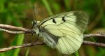 Niepylak mnemozyna (Parnassius mnemosyne)