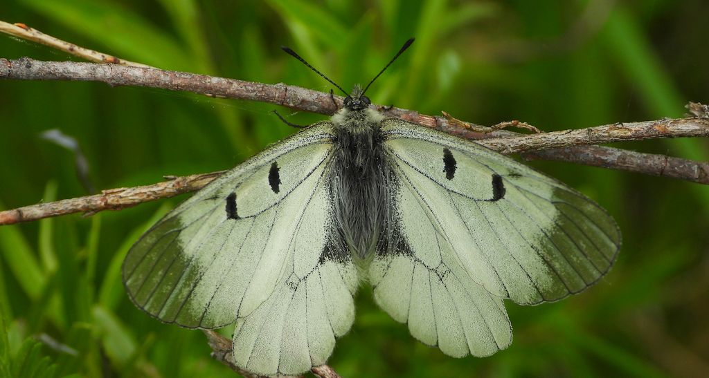 Niepylak mnemozyna (Parnassius mnemosyne)