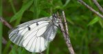 Niepylak mnemozyna (Parnassius mnemosyne)