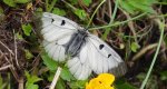 Niepylak mnemozyna (Parnassius mnemosyne)