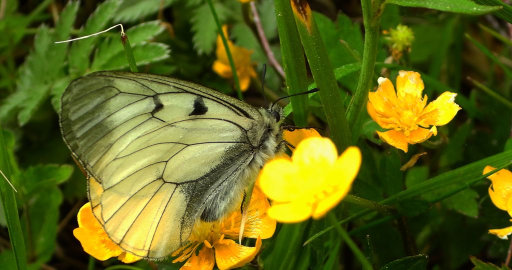 Niepylak mnemozyna (Parnassius mnemosyne)