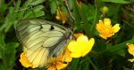 Niepylak mnemozyna (Parnassius mnemosyne)