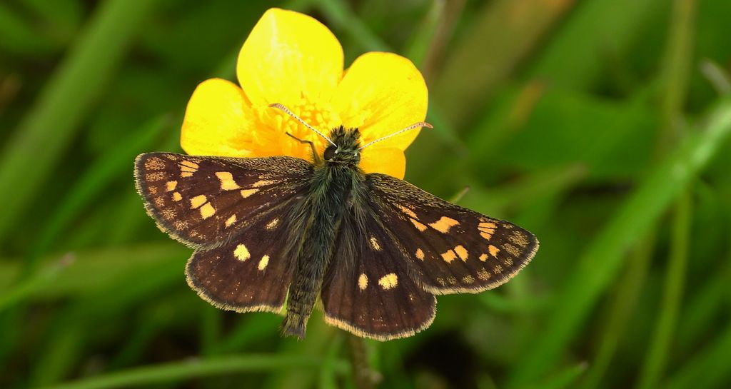 Kosternik palemon (Carterocephalus palaemon)
