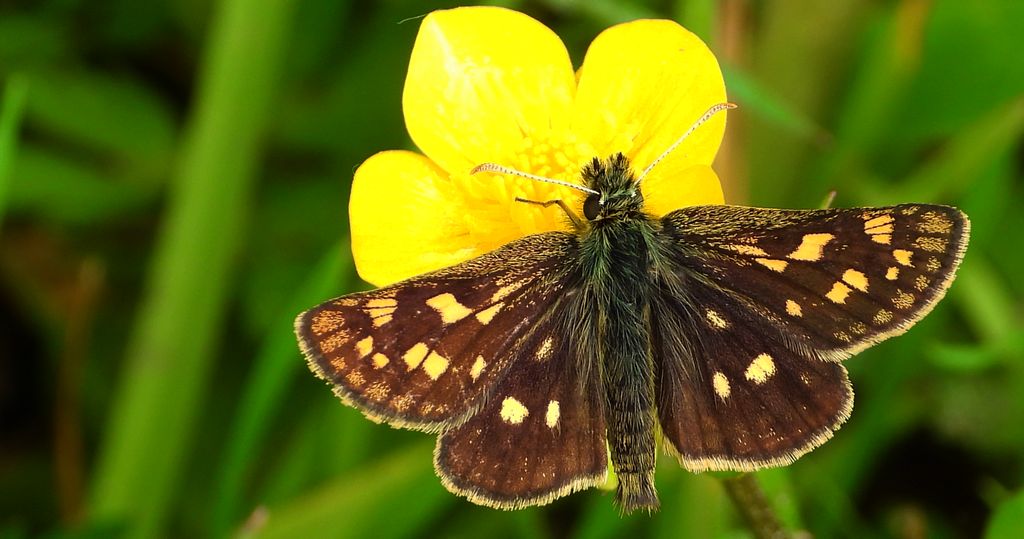 Kosternik palemon (Carterocephalus palaemon)