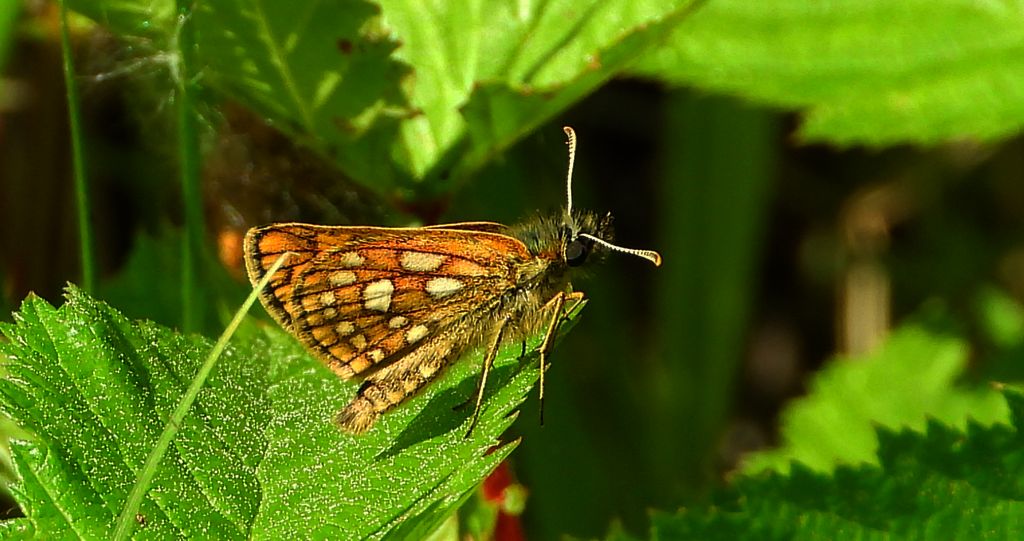 Kosternik palemon (Carterocephalus palaemon)