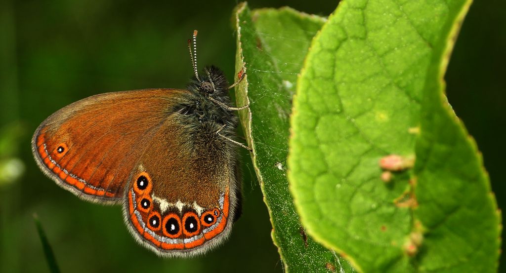 Strzępotek hero (Coenonympha hero)