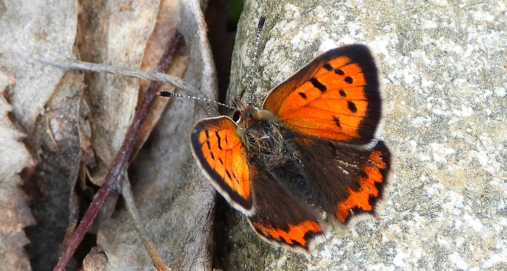 Czerwończyk żarek (Lycaena phlaeas syn. Lycaena phlaeoides)