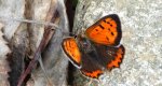 Czerwończyk żarek (Lycaena phlaeas syn. Lycaena phlaeoides)