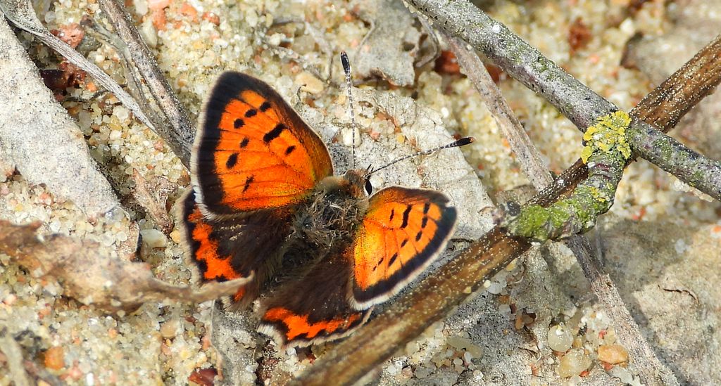 Czerwończyk żarek (Lycaena phlaeas syn. Lycaena phlaeoides)