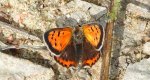 Czerwończyk żarek (Lycaena phlaeas syn. Lycaena phlaeoides)