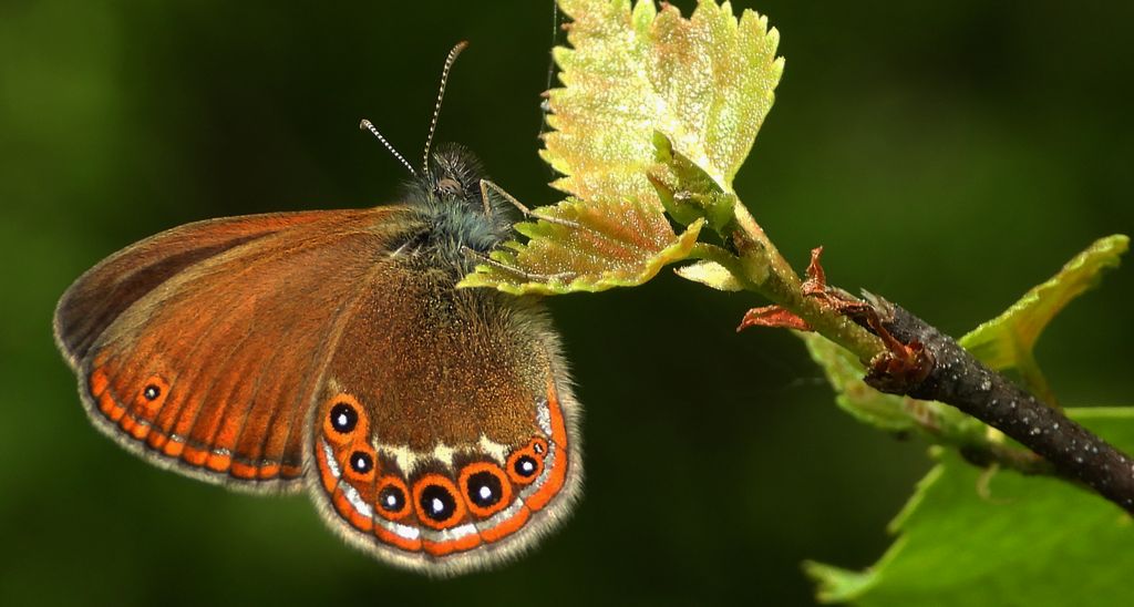 Strzępotek hero (Coenonympha hero)
