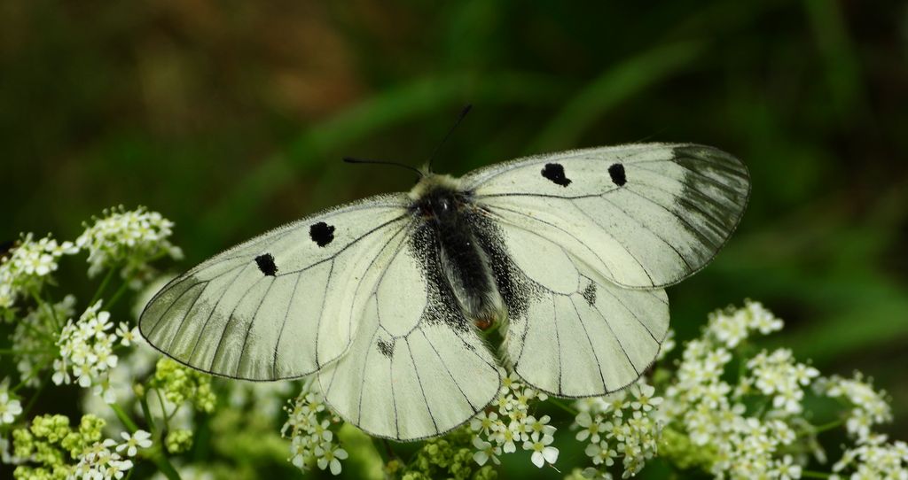 Niepylak mnemozyna (Parnassius mnemosyne)
