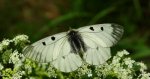 Niepylak mnemozyna (Parnassius mnemosyne)