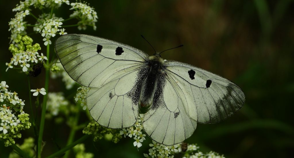 Niepylak mnemozyna (Parnassius mnemosyne)