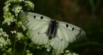 Niepylak mnemozyna (Parnassius mnemosyne)