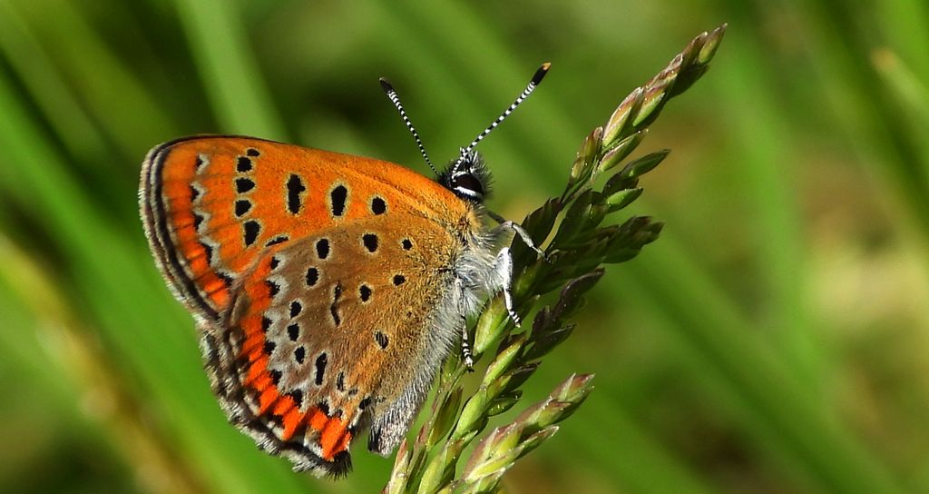 Czerwończyk fioletek (Lycaena helle)