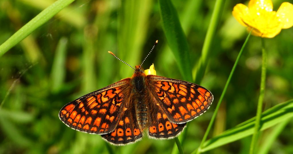 Przeplatka aurinia (Euphydryas aurinia)