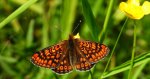 Przeplatka aurinia (Euphydryas aurinia)