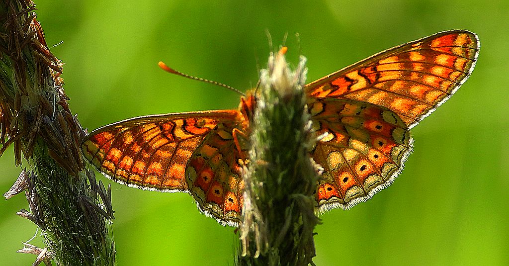 Przeplatka aurinia (Euphydryas aurinia)