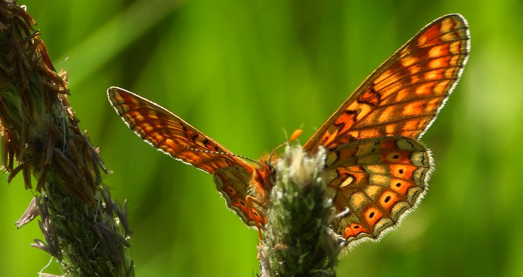 Przeplatka aurinia (Euphydryas aurinia)