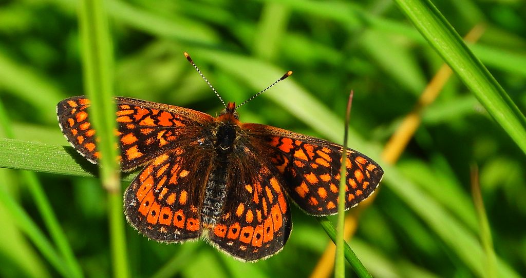 Przeplatka aurinia (Euphydryas aurinia)