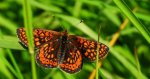 Przeplatka aurinia (Euphydryas aurinia)