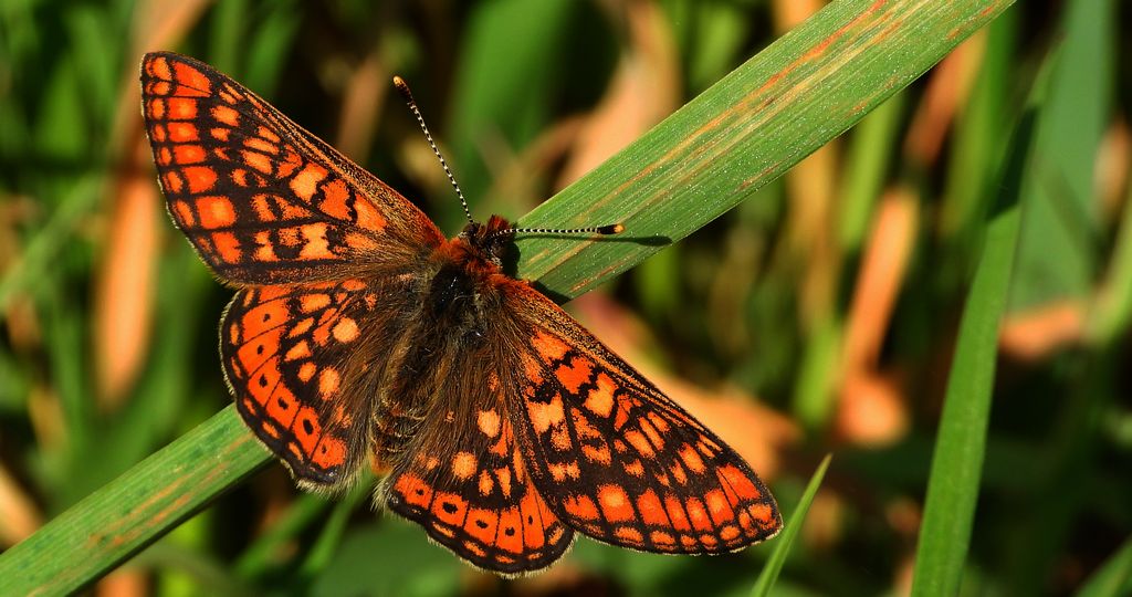 Przeplatka aurinia (Euphydryas aurinia)