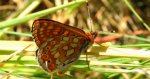 Przeplatka aurinia (Euphydryas aurinia)