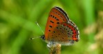 Czerwończyk fioletek (Lycaena helle)